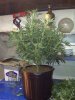 grow4profit-albums-my-small-closet-grow-picture56352-3-after-thinning.jpg