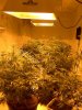 grow4profit-albums-my-small-closet-grow-picture56358-all-plants-thinned-lights.jpg