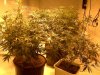 grow4profit-albums-my-small-closet-grow-picture56359-plants-thinned-lights.jpg