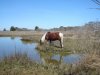 assateague.jpg