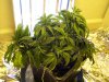DSCN0971.jpg