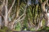 The-Dark-Hedges-Northern-Ireland-9.jpg