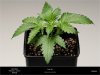 Sweet Seeds - Black Jack - Plant A 2nd Pot Up.jpg