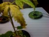 wilted.jpg