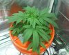 persian kush 1.jpg