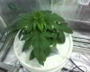 persian kush 2.jpg
