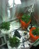 the grow week 4ish1.jpg