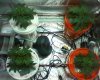the grow week 4ish.jpg