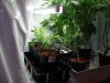 VegRoom-20090508.jpg