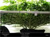 HSO-The New- Day 6 Flower - The Scrog Work.jpg