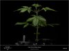 Sweet Seeds - Dark Devil Auto - Plant A 22 Days Above Ground.jpg