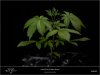 Sweet Seeds - Dark Devil Auto - Plant B 22 days above ground.jpg