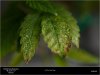 HSO-Blue Fire- Sick Plants Leaf 2.jpg