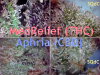 MedRelief (THC-centric) vs Aphria (Full-CBD) [400x300] .PNG