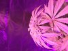 06A2CA76-5ADD-49C3-84CA-3B973F7569AA.jpeg