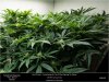 _DSC3776-HSO-THE-NEW - Day 21 Flower Scrog 09-10-2019.jpg