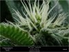 _DSC3776-HSO-THE-NEW - Day 21 Flower Scrog Top Bud 09-10-2019.jpg