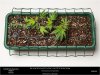 HSO-OGKZ-Mini Scrog - 09-10-2019.jpg