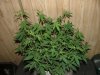 Ak-48 1 week flower007.jpg