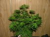 Ak-48 1 week flower010.jpg