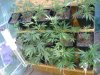 cbninjas-albums-first-grow-week-2-picture57097-journalweek2-004.jpg