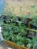 cbninjas-albums-first-grow-week-2-picture57098-journalweek2-005.jpg