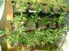 cbninjas-albums-first-grow-week-2-picture57099-journalweek2-001.jpg