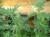 cbninjas-albums-first-grow-week-2-picture57106-journalweek2-019.jpg