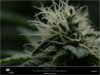 Dinafem - Orange Juice - Day 34 - Flower Small Bud Bottom Of Plant 21-10-2019.jpg