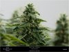 Dinafem - Orange Juice - Day 42 - Flower - Random Buds - 29-10-2019.jpg