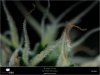 Dinafem - Orange Juice - Day 51 - Flower Pistils Like Glass -07-11-2019.jpg