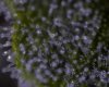 DSC00491.jpg