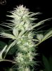 dirtmeds-albums-growop-09-picture57219-bubble-dust-cola-4-weeks.jpg