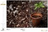 Dinafem - Quick Gorilla - Day 14 Above Ground - Second Pot Up Perlite Coco Granule Mix.jpg