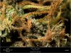 Dinafem - Orange Juice - Day 56 - Flower - Trichomes -12-11-2019.jpg