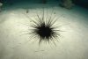 Invert-ID-Long-Spined-Black-Sea-Urchin.jpg