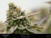 HSO-The New - Day 66 Flower - Random Bud.jpg