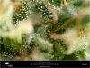 Dinafem - Orange Juice - Day 66 - Flower - Milky Trichomes - Harvest Window Is Open -22-11-2019.jpg