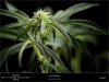 Sweet Seeds - San Fernando Lemon Kush - Early Flowering Small Flower 24-11-2019.jpg