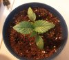 weed seedling 3.jpg