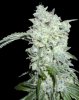 legend-collection-afghan-kush-speci.jpg