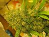 10whitewidow09 006.jpg