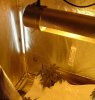 2nd day of flowering (2).JPG