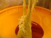 2nd day of flowering (6).JPG