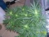 MJ pics 013.jpg