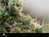 Dinafem - Orange Juice - Pistils and Trichomes 1.jpg