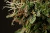 Dinafem - Orange Juice - Day 77 - Flower - Nug From Lowest Part Of The Plant  03-12-2019.jpg