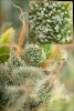 Dinafem - Orange Juice - Trichomes - Ready To Go.jpg