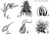 gender-identification-pot-plants.jpg