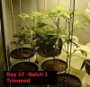 Day17B1Trim.jpg